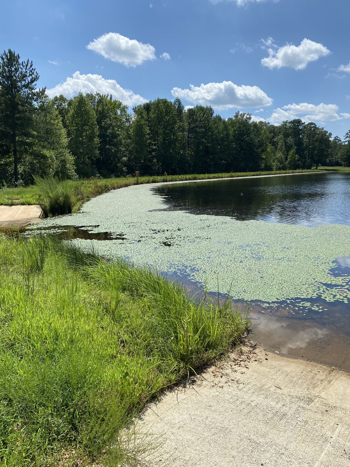 Pond surface covered in duckweed and watermeal before treatment