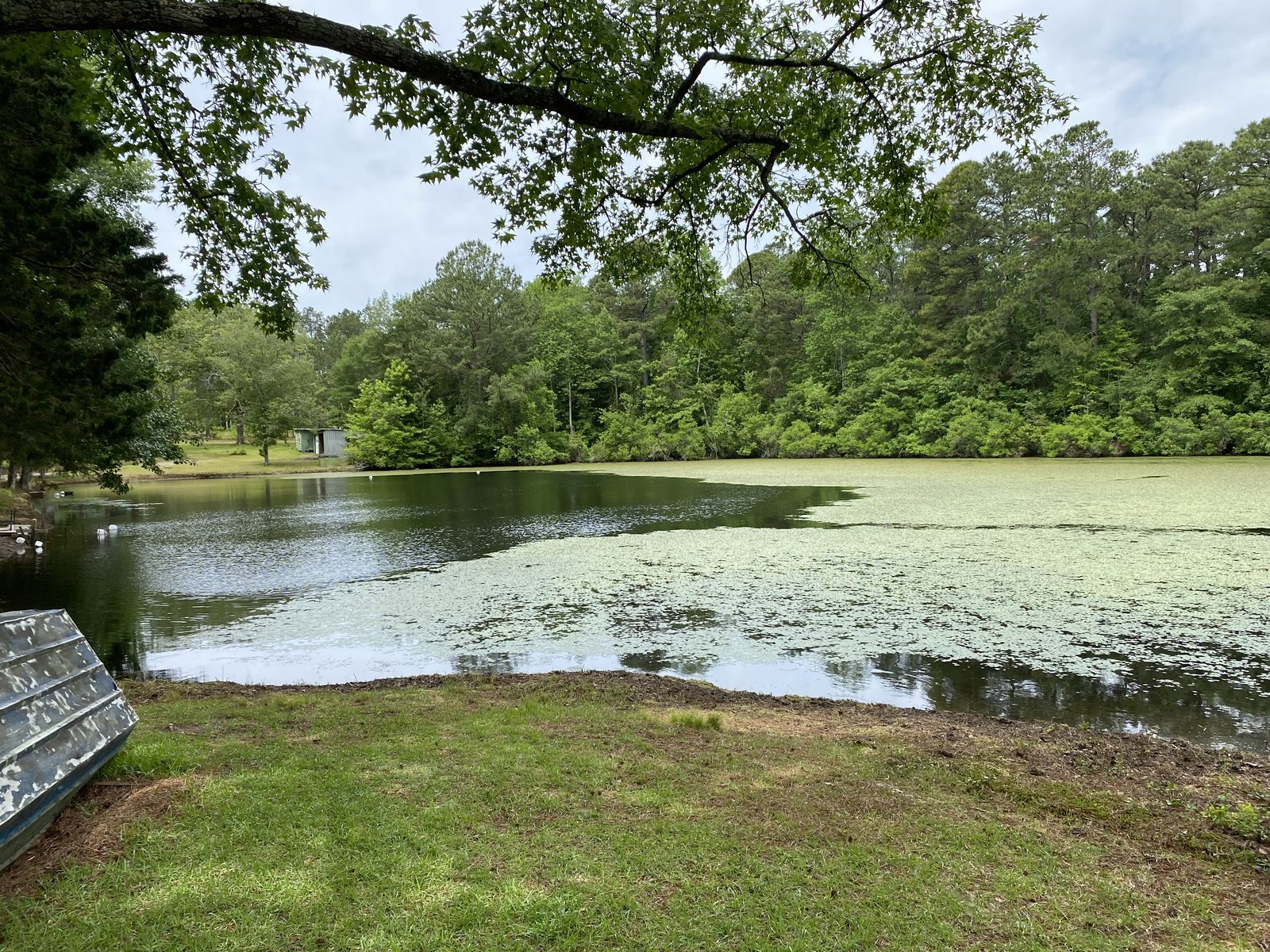 1.3-acre pond with watershield coverage before treatment