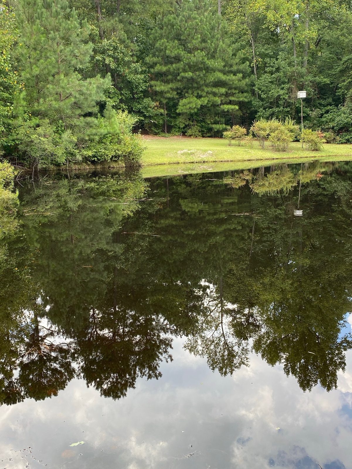 Same 0.75-acre pond cleared after treatment