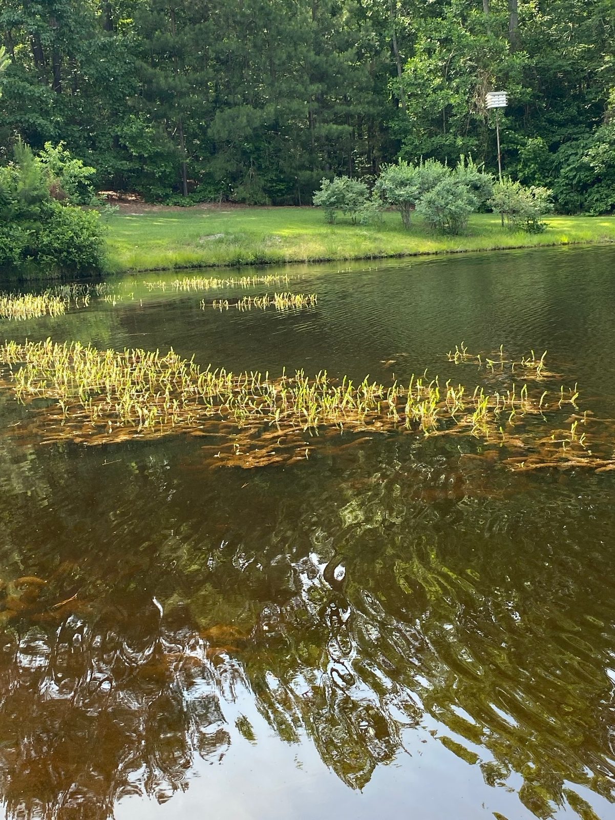 0.75-acre pond with Eurasian watermilfoil before treatment