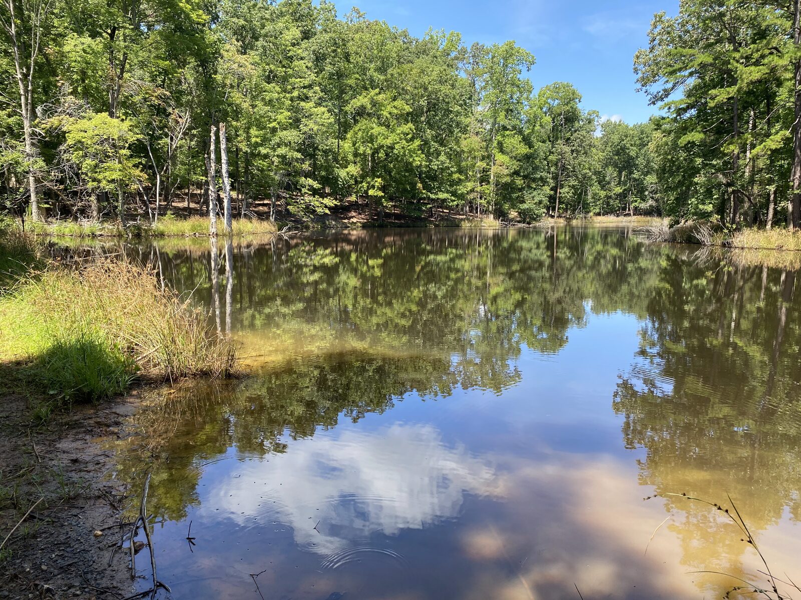 Same 1.4-acre pond cleared to open water after treatment