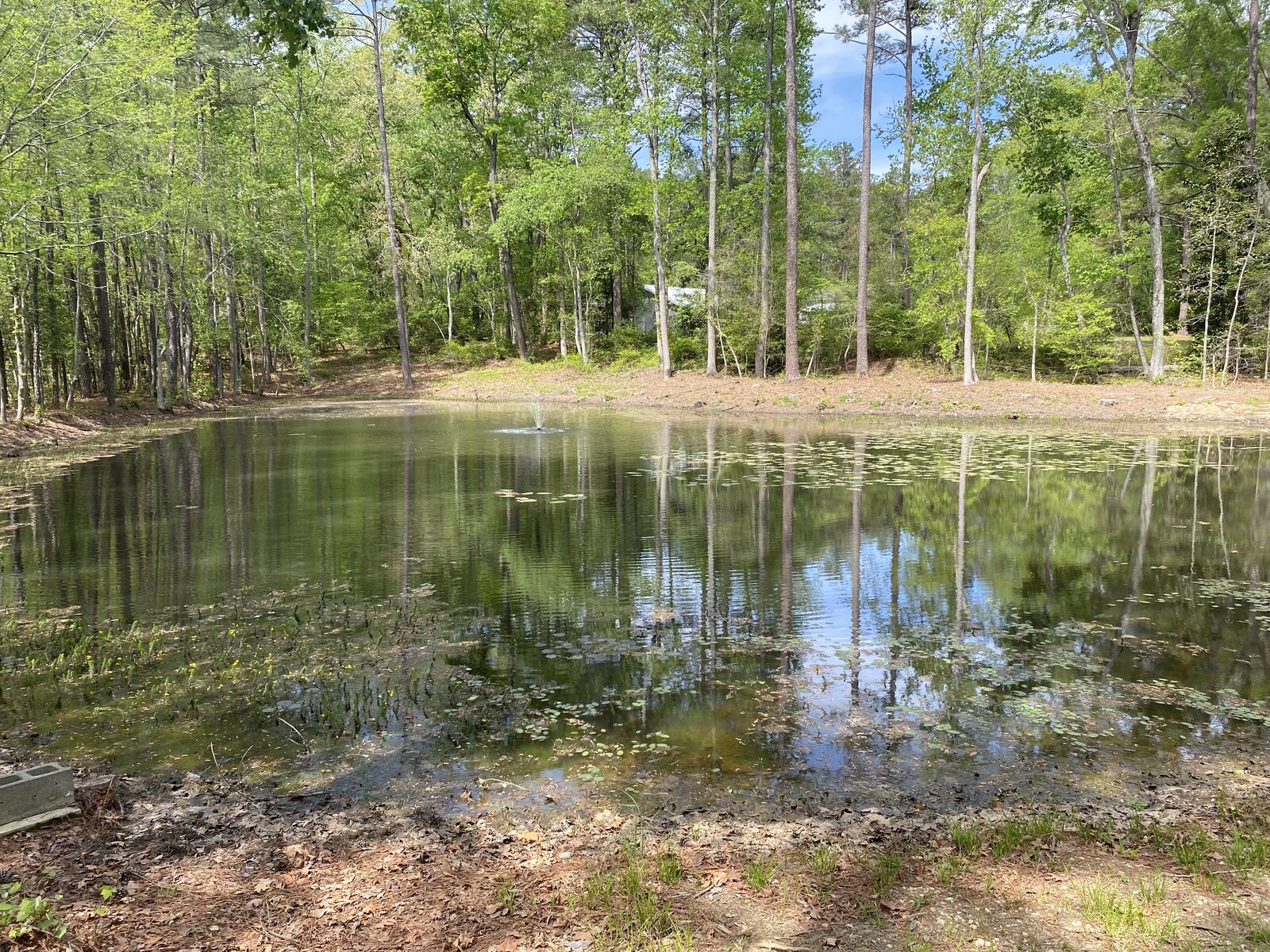 Same 0.32-acre pond from across the water, weed-choked shallows before treatment